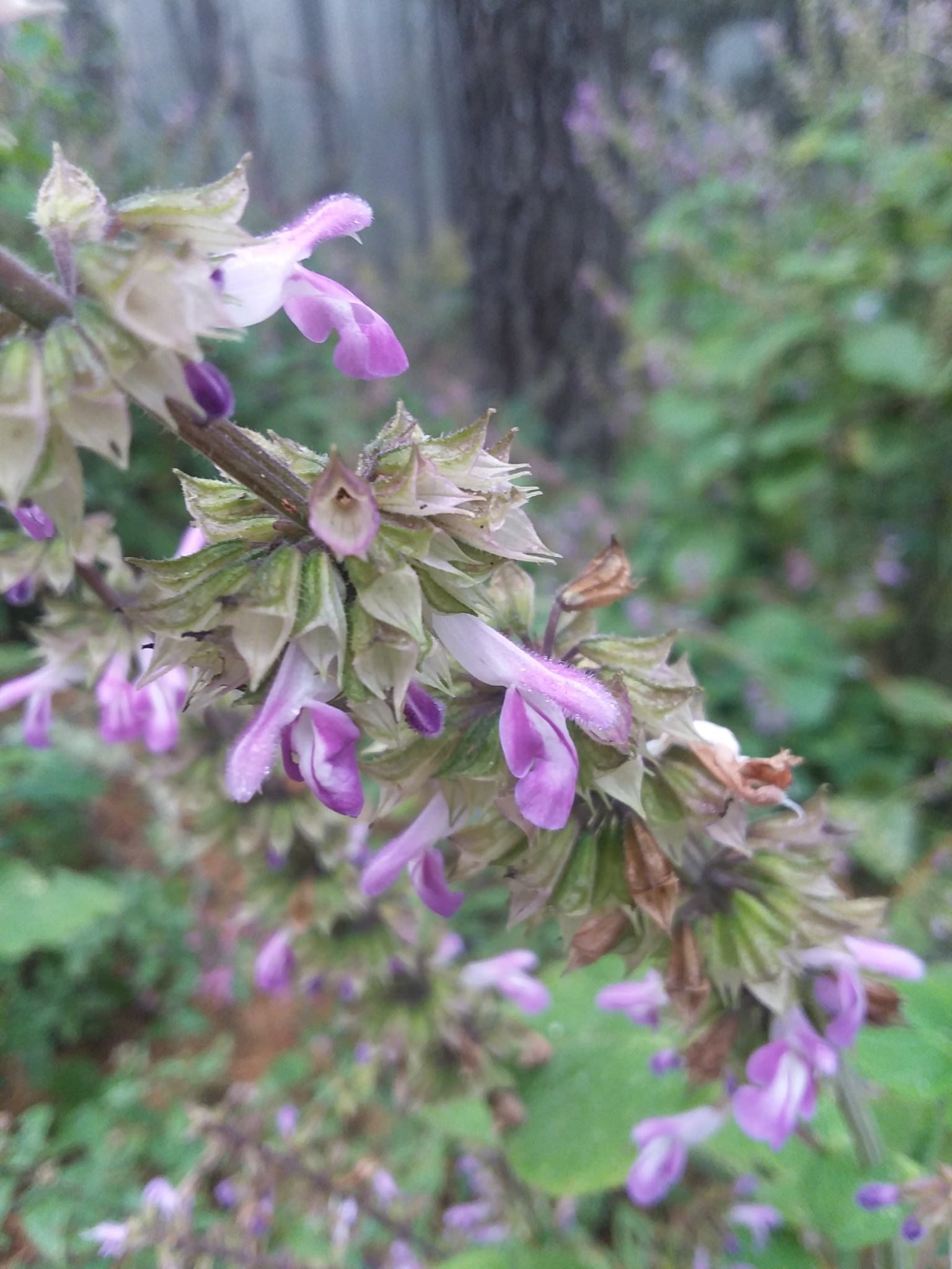 Salvia carnea